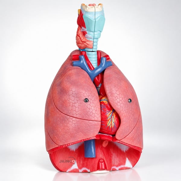 Larynx Heart and Lungs Model